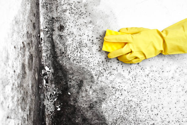 Best White Mold Remediation in Nampa, ID