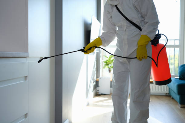 Best Basement Mold Remediation in Nampa, ID