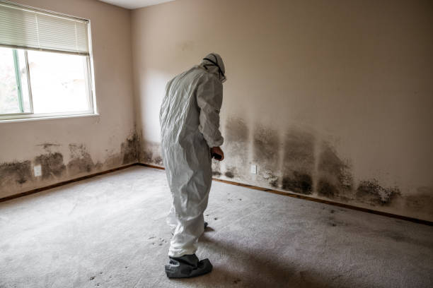 Best Commercial Mold Remediation in Nampa, ID