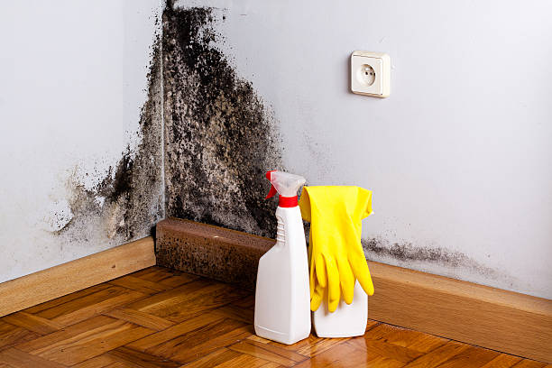 Best Mold Testing and Inspection Services in Nampa, ID
